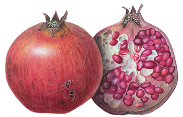 an antique illustration of a pomegranate