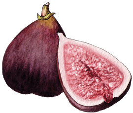 an antique illustration of a fig